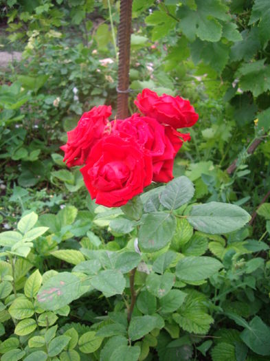 IMGP8730 - flori si trandafiri -2015 - 2