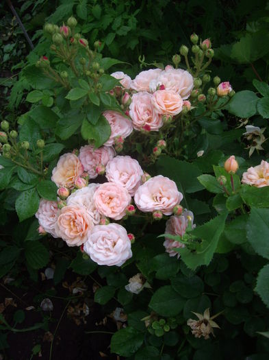 IMGP8731 - flori si trandafiri -2015 - 2