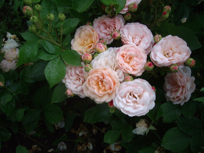 IMGP8732 - flori si trandafiri -2015 - 2