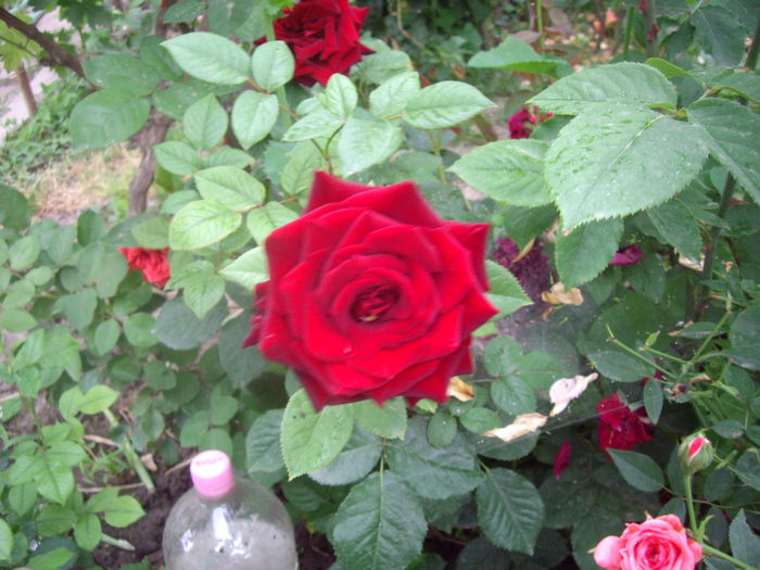 IMGP8733 - flori si trandafiri -2015 - 2