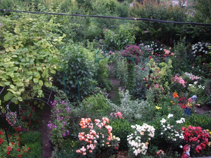 IMGP8735 - flori si trandafiri -2015 - 2