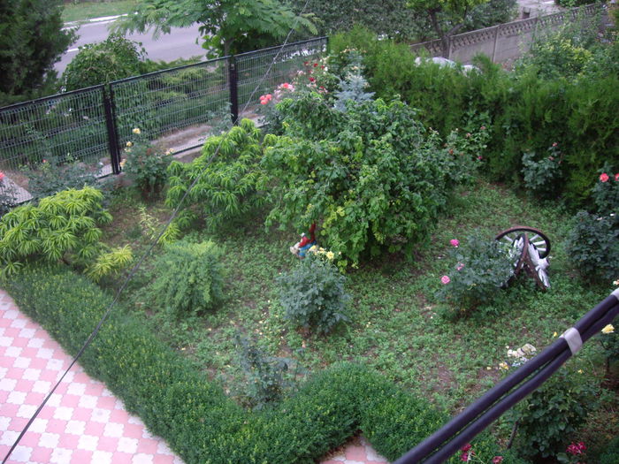 IMGP8739 - flori si trandafiri -2015 - 2