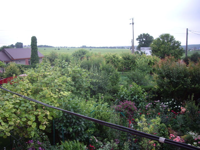 IMGP8741 - flori si trandafiri -2015 - 2