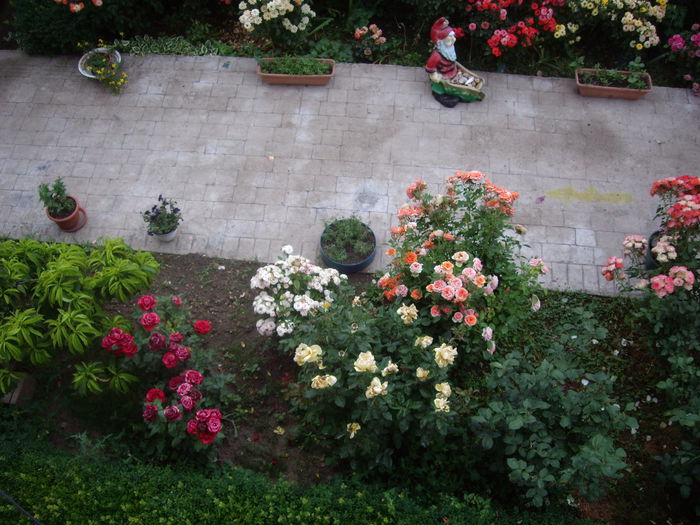 IMGP8742 - flori si trandafiri -2015 - 2