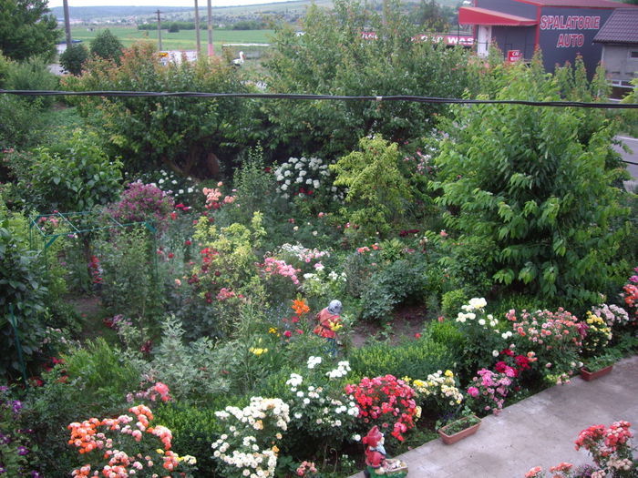 IMGP8745 - flori si trandafiri -2015 - 2