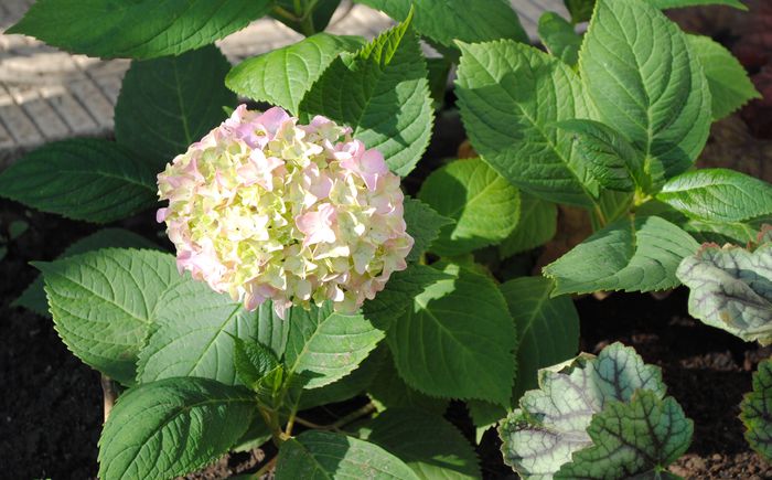 13 06,hortensie nikko blue,cam rozalie... - 2015 plantele mele