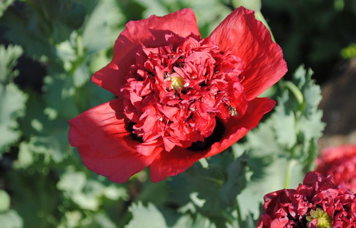  - 2015 plantele mele
