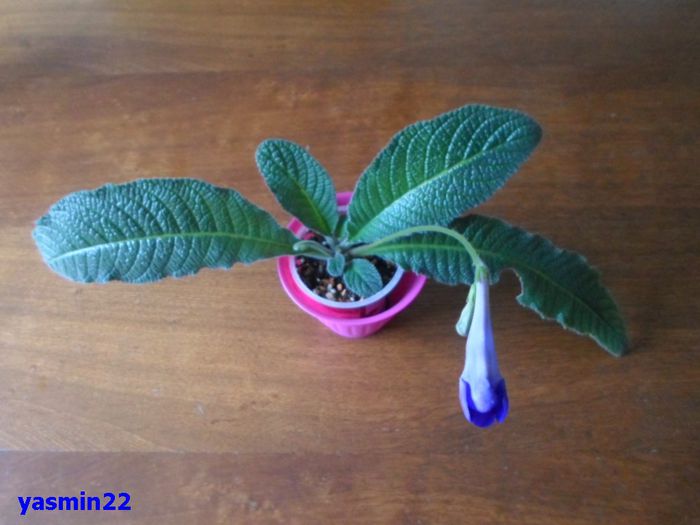 051 - 3-Streptocarpus