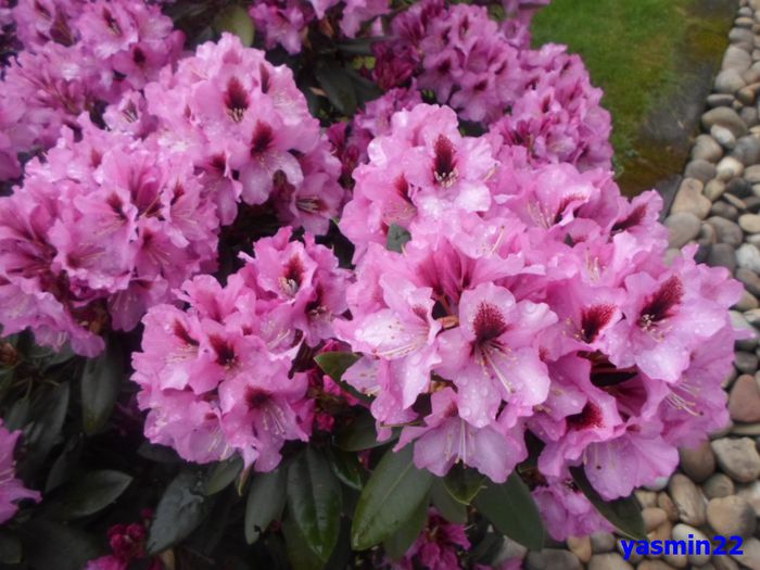 031Rododendron  2015