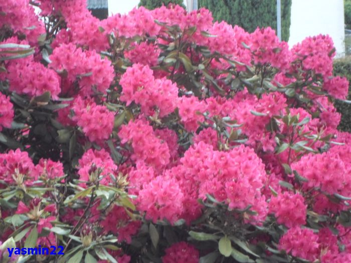 033 Rododendron 2015