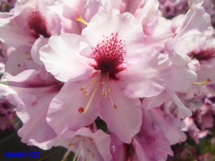 084 Rododendron 2015