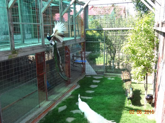 DSC00616