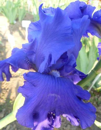 Blenheim Royal - Irisi 1 A