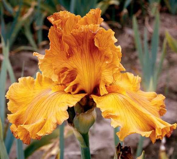 golden panther - Irisi 1 A