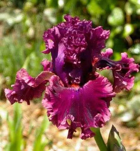 RomanticGentleman181011