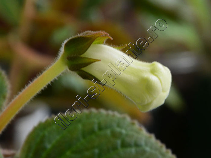 NEW  2015 - Sinningia Luci s Sublim - GLOXINIA_SINNINGIA - Hibrizii mei -My hybrids