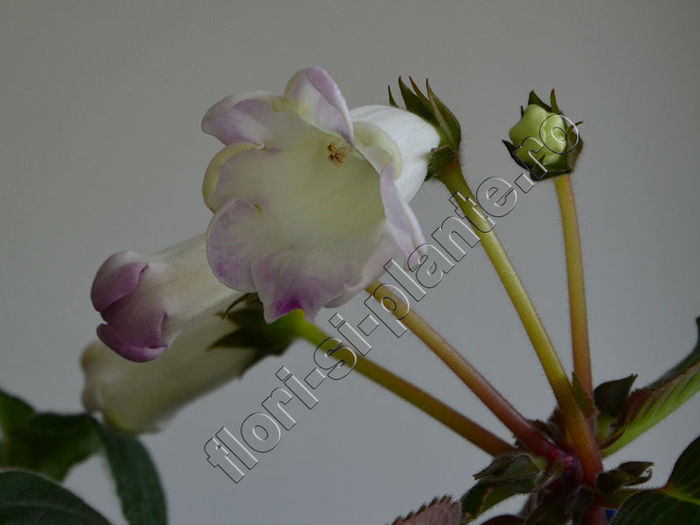 NEW  2015 - Sinningia Luci s Sublim - GLOXINIA_SINNINGIA - Hibrizii mei -My hybrids