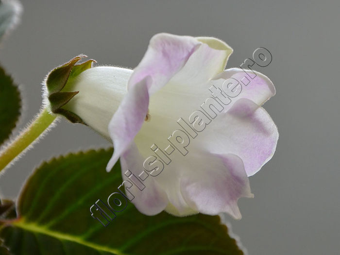 NEW  2015 - Sinningia Luci s Sublim - GLOXINIA_SINNINGIA - Hibrizii mei -My hybrids