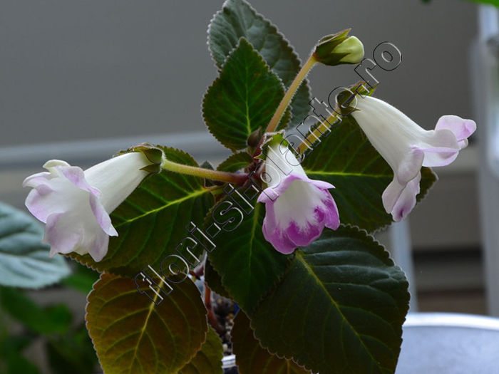 NEW  2015 - Sinningia Luci s Sublim - GLOXINIA_SINNINGIA - Hibrizii mei -My hybrids