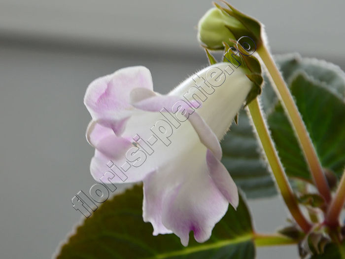 NEW  2015 - Sinningia Luci s Sublim - GLOXINIA_SINNINGIA - Hibrizii mei -My hybrids