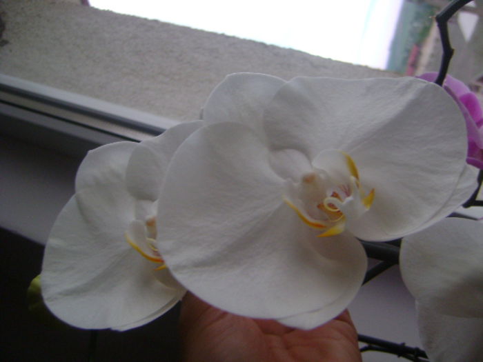 DSC07972 - ORHIDEE