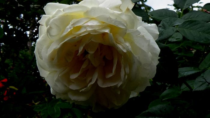 DSC06201