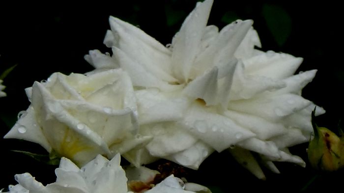 DSC06211