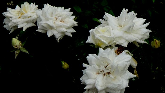 DSC06214