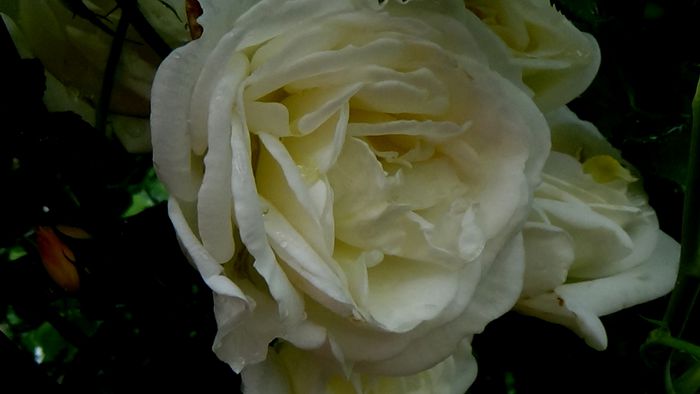DSC06307