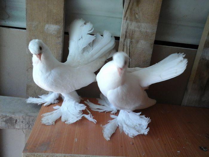 20150606_142112 - SIBERIENI