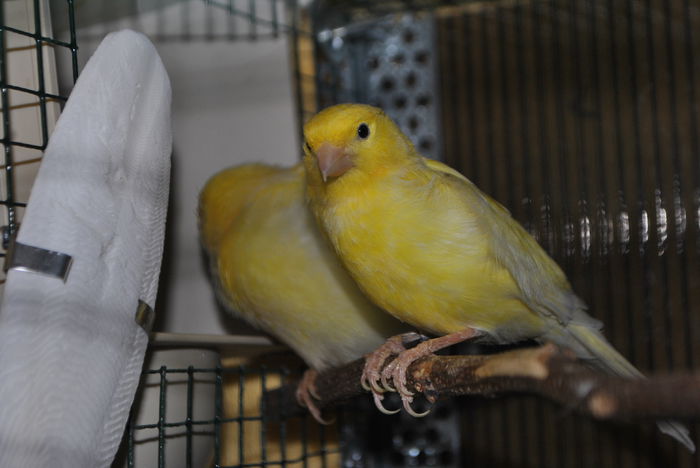 CANARI ROLLER