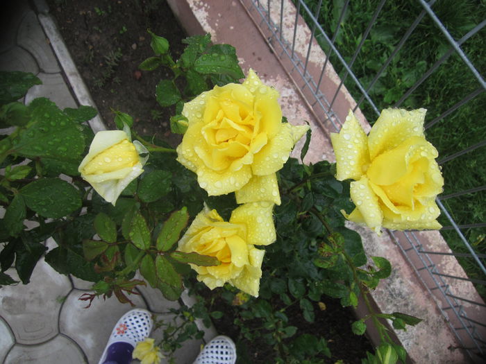 3 - Trandafiri