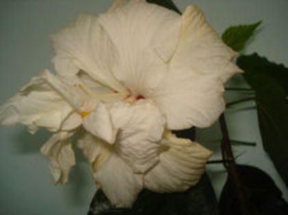 classic white - Hibiscus Classic White