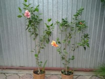 somon si apricot - Hibiscusi si Bougainvillea