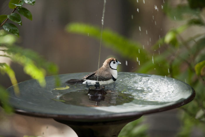 Owl-Finch-Bird-Pictures - Pentru prieteni - m-am mutat pe facebook