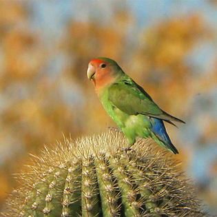 peach-faced-lovebird-arizona-california-2011 - Pentru prieteni - m-am mutat pe facebook