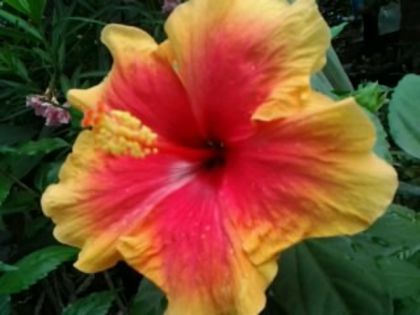 Fotografie5543 - Hibiscusi 1