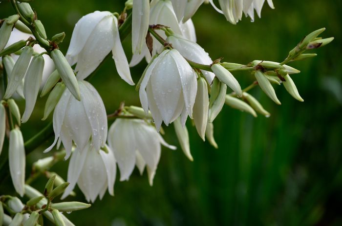 06.2015 - 2015 Yucca Filamentosa