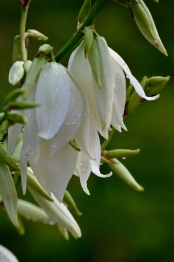 06.2015 - 2015 Yucca Filamentosa