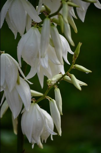 06.2015 - 2015 Yucca Filamentosa