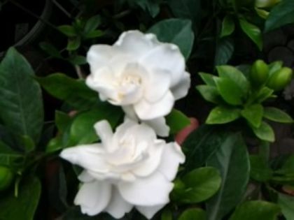Fotografie5551 - alte flori 2