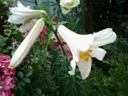 Fotografie5579 - alte flori 2