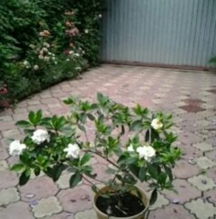 Bătrîna gardenie - alte flori 2