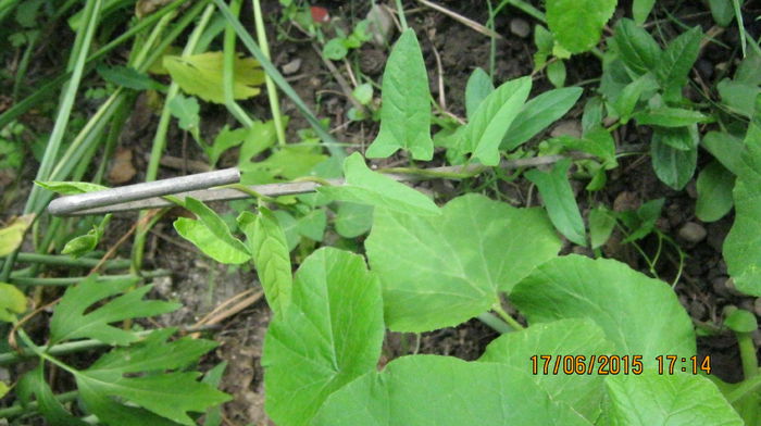 volbura roz de la Doinabacau