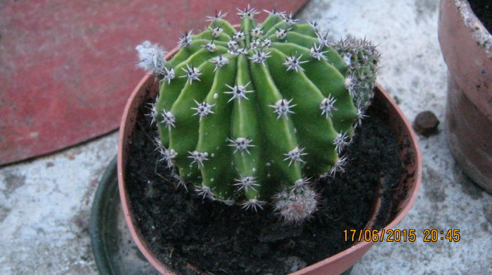 IMG_9425 - Cactusi si suculente