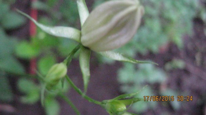 c. isophylla albastra - Campanule-flori
