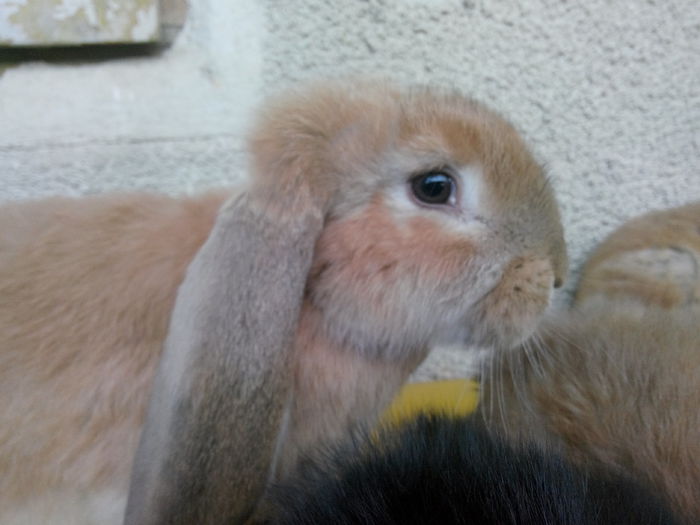 IMG_20150326_184222 - vand iepuri rasa Berbec German