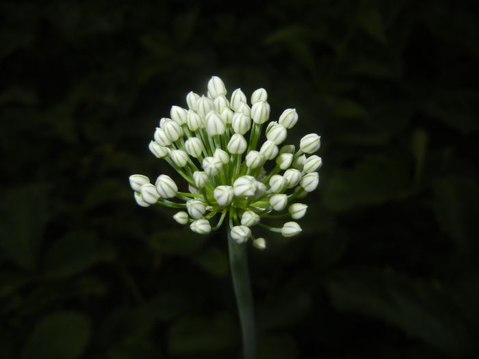 Allium cepa. Onion (2015, June 12)