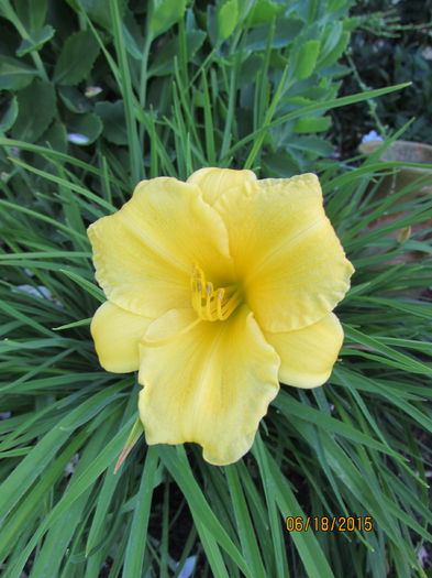 Hemerocallis Stella d'Oro