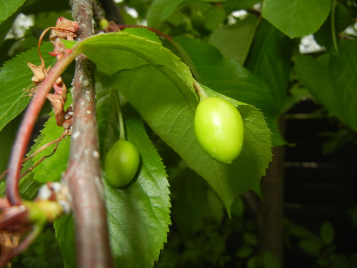 Cherries. Cirese Rubin (2015, April 30) - Cherry Tree_Cires Rubin